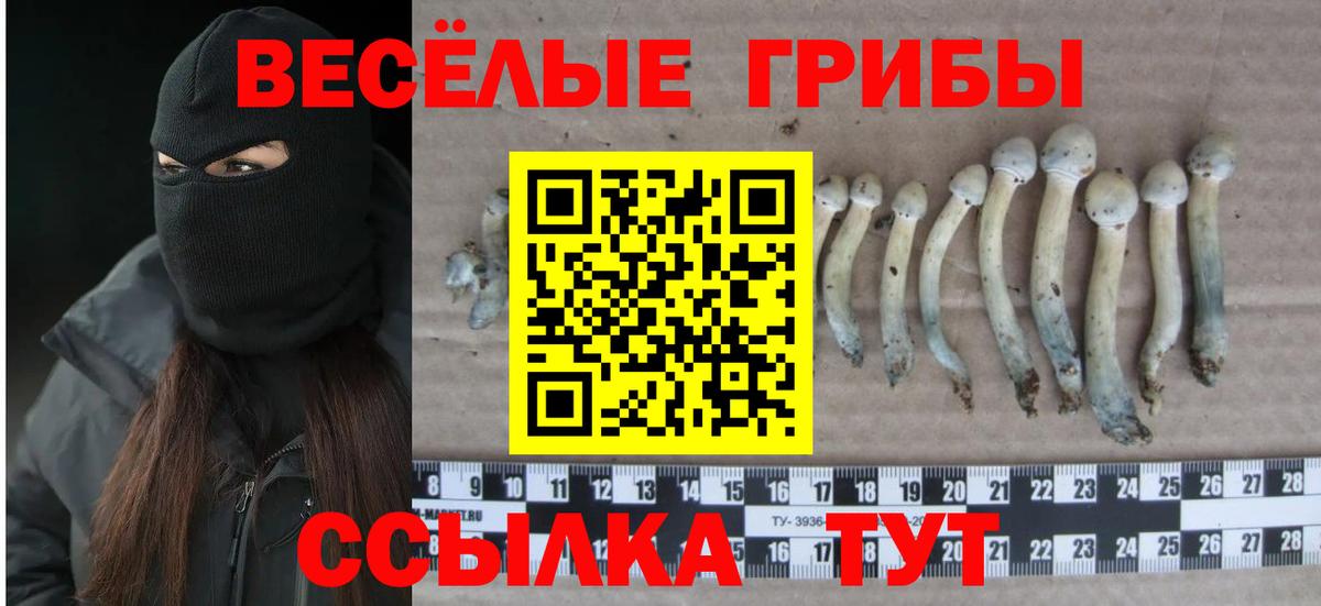 Галлюциногенные грибы мухоморы  Галлюциногенные грибы Psilocybe  Вход с VPN  Тельмана 